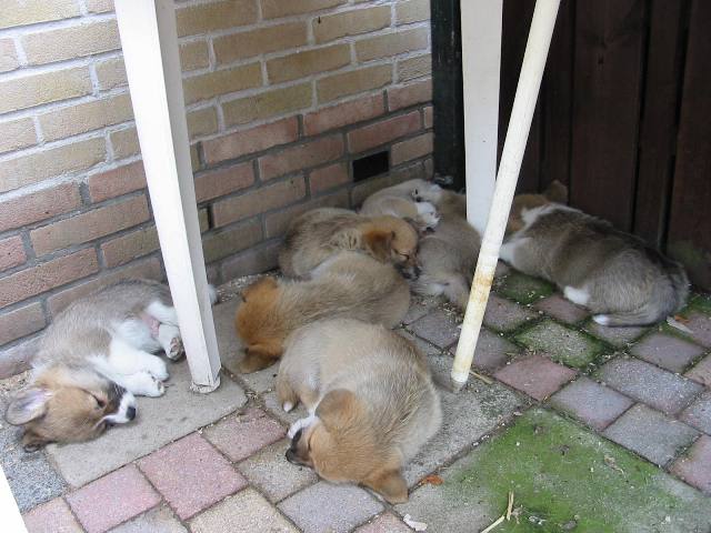 Pups